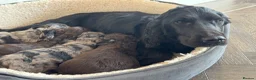 Cockapoo dogs for sale: MERL & CHOCOLATE F1COCKERPOOS HEALTH TESTED PARENT - Advert 1