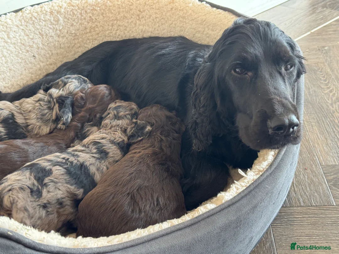 Cockapoo dogs for sale: MERL & CHOCOLATE F1COCKERPOOS HEALTH TESTED PARENT - Advert 1