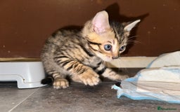 Bengal cats for sale: Snow Lynx, Marble & Brown Rosette Bengals - Image 15