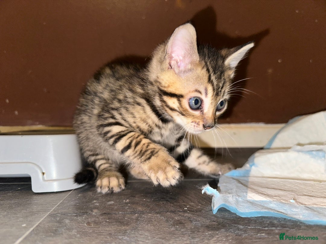 Bengal cats for sale: Snow Lynx, Marble & Brown Rosette Bengals - Image 15