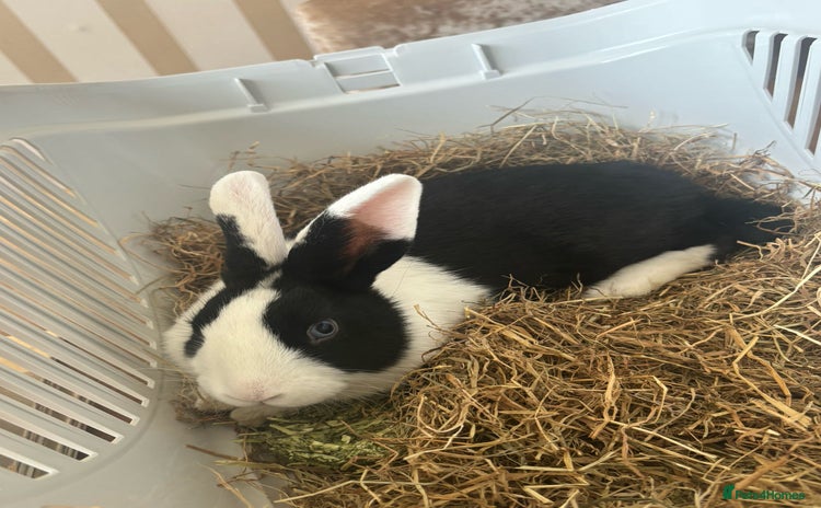 English rabbits - Advert 1