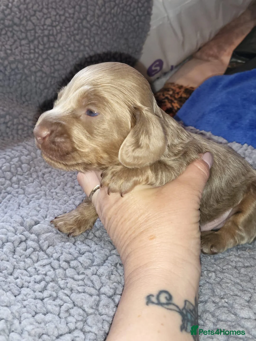 Miniature Dachshund dogs for stud: **RogueRoyales Luxe** PRA Clear Long Hair in Wolverhampton - Advert 15