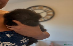 Pomeranian dogs for sale: Stunning Pomeranian puppies - Image 14