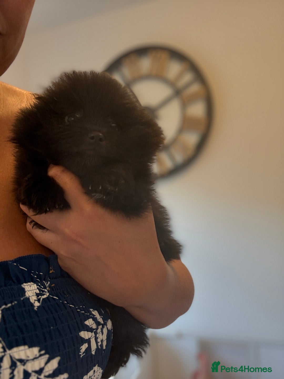 Pomeranian dogs for sale: Stunning Pomeranian puppies - Image 14