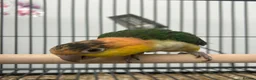 Mixed Breed birds for sale: Various Stunning Range Birds  - Advert 11