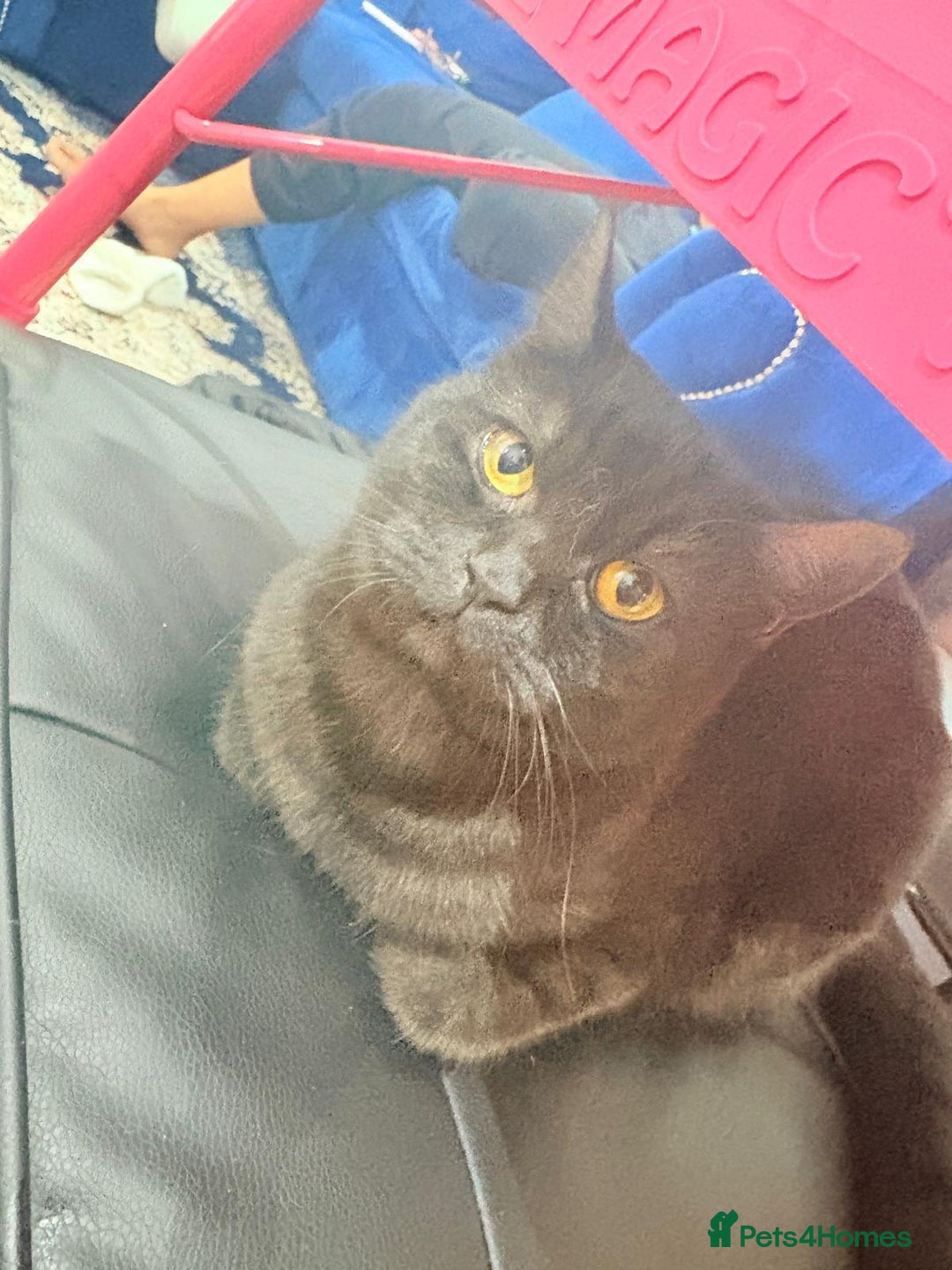 British Shorthair cats for sale: Beautiful British Shorthair 11 months kitten - Advert 2