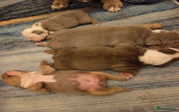 English Bulldog dogs for sale: Beautiful New english bulldogges  - Image 27