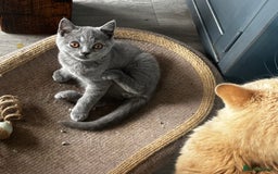 British Shorthair cats for sale: Adorable kittens READY NOW in Wakefield - Image 10