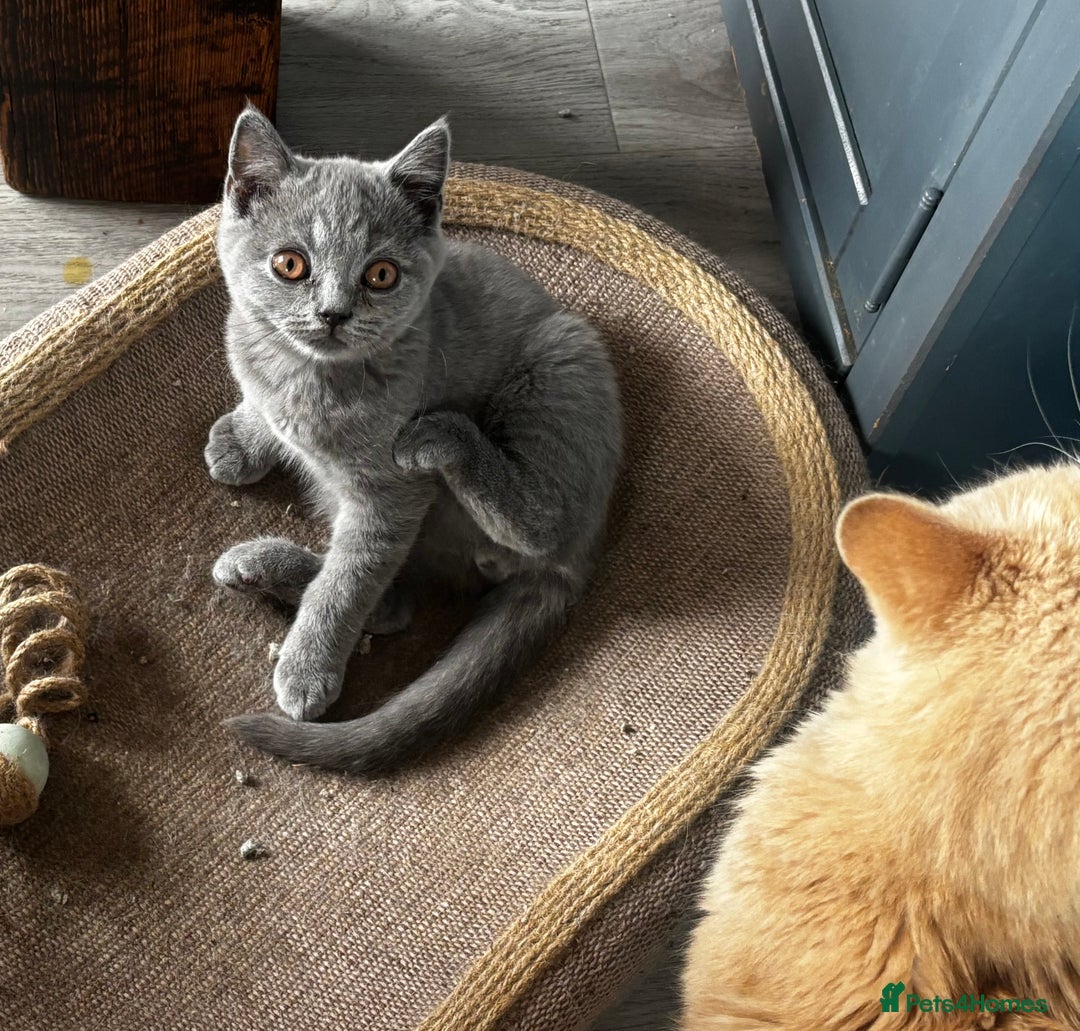 British Shorthair cats for sale: Adorable kittens READY NOW in Wakefield - Image 10