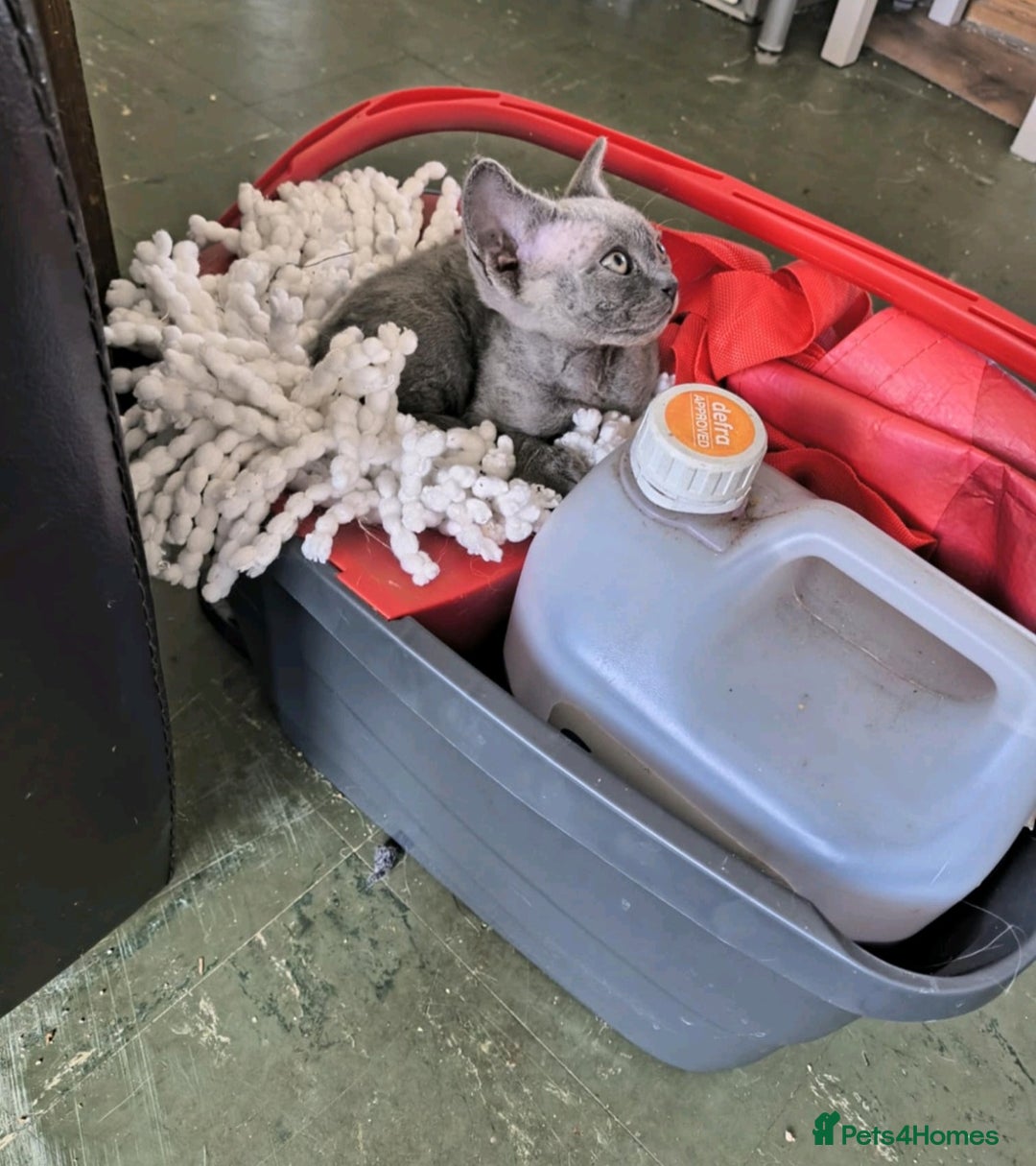 Devon Rex cats for sale: Beautiful GCCF Devon Rex kittens - Image 11