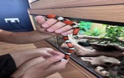Milk Snake reptiles for sale: Pueblan Milk Snake and full set up - Image 3