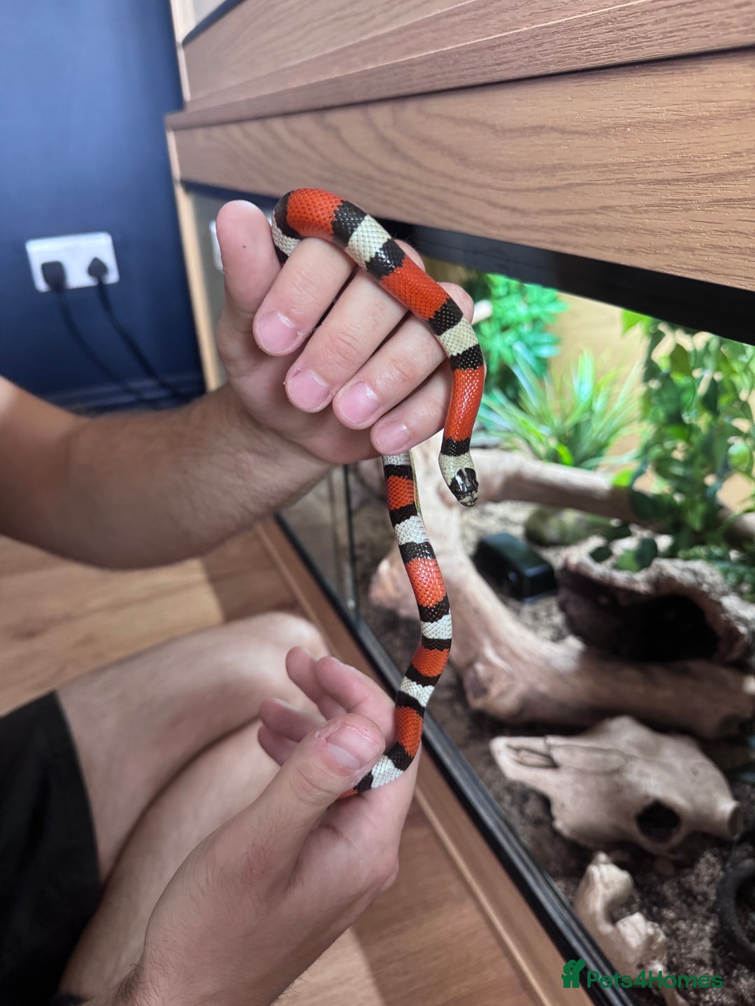 Milk Snake reptiles for sale: Pueblan Milk Snake and full set up - Image 3