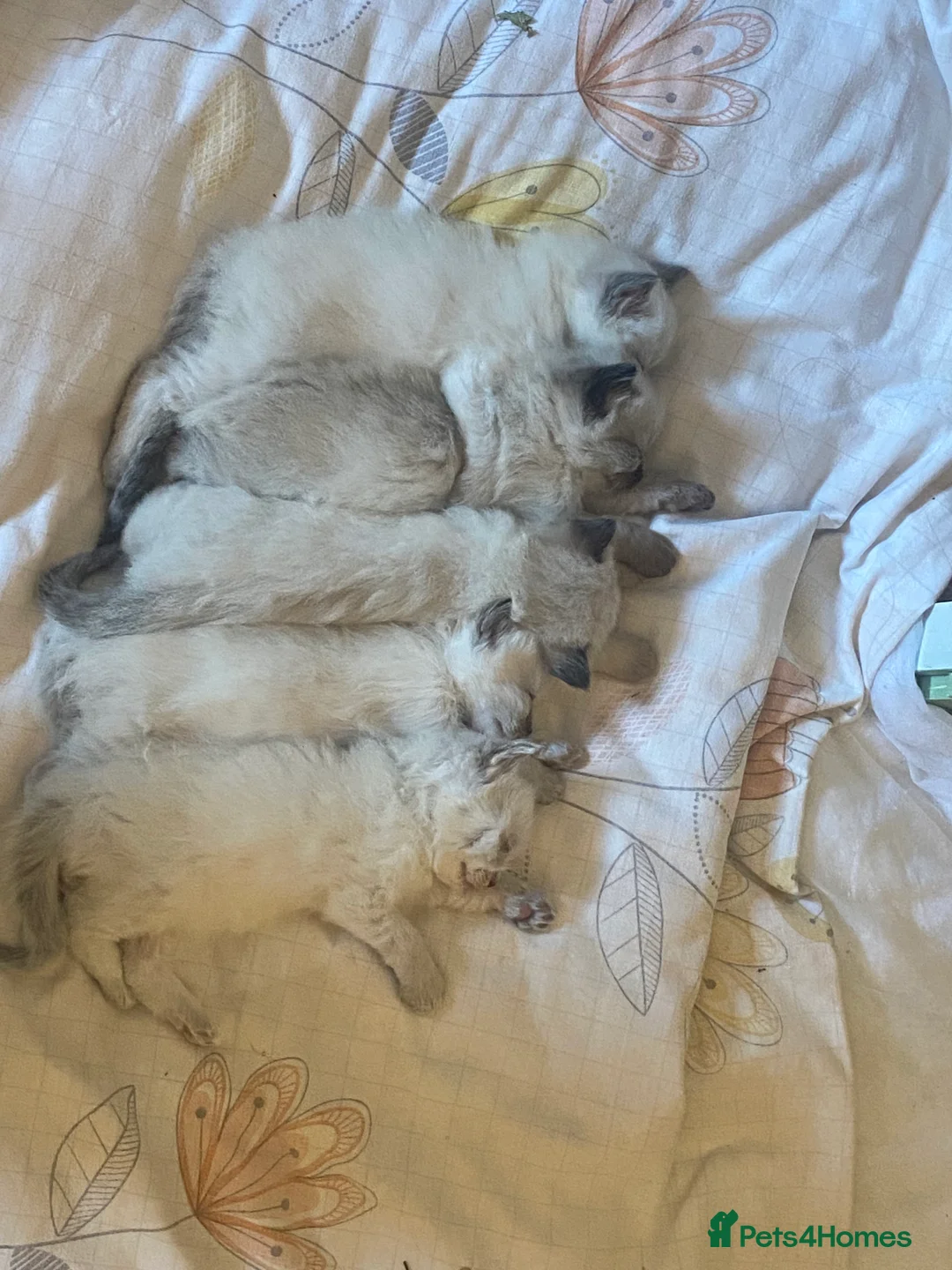 Ragdoll cats for sale: Ragdoll kittens (delivery available) - Advert 6