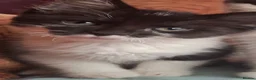 Domestic Shorthair cats for sale: Beautiful baby kitten, ready to leave - Advert 7