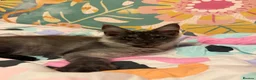 Maine Coon cats for sale: 🐾Beautiful Black Smoke Maine Coon Girl 🐾 - Advert 6