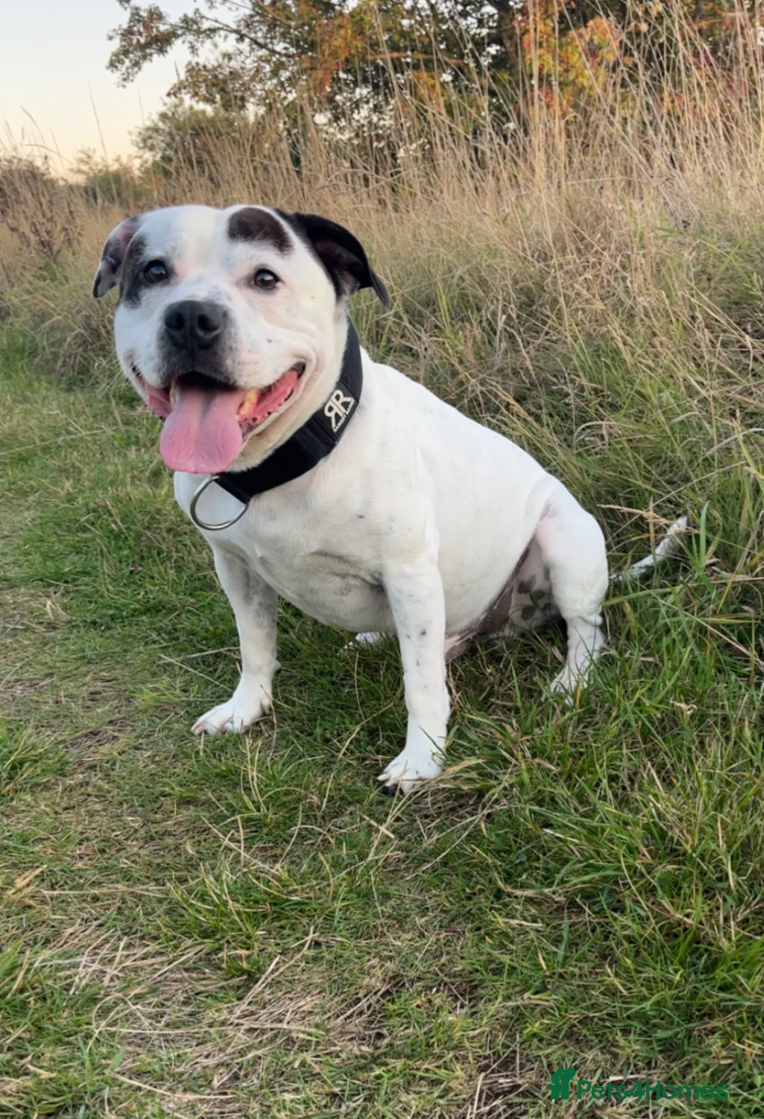 Mixed Breed dogs for sale: Bully x staffy pups - Advert 38