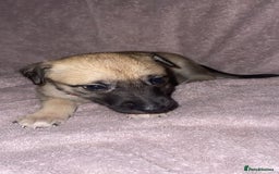 Mixed Breed dogs for sale: Belgian Malinois X Greyhound   - Image 16