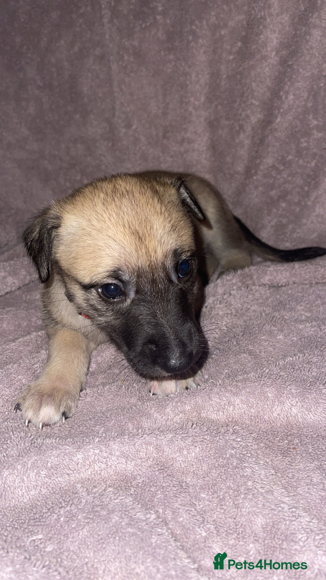 Mixed Breed dogs for sale: Belgian Malinois X Greyhound   - Image 16