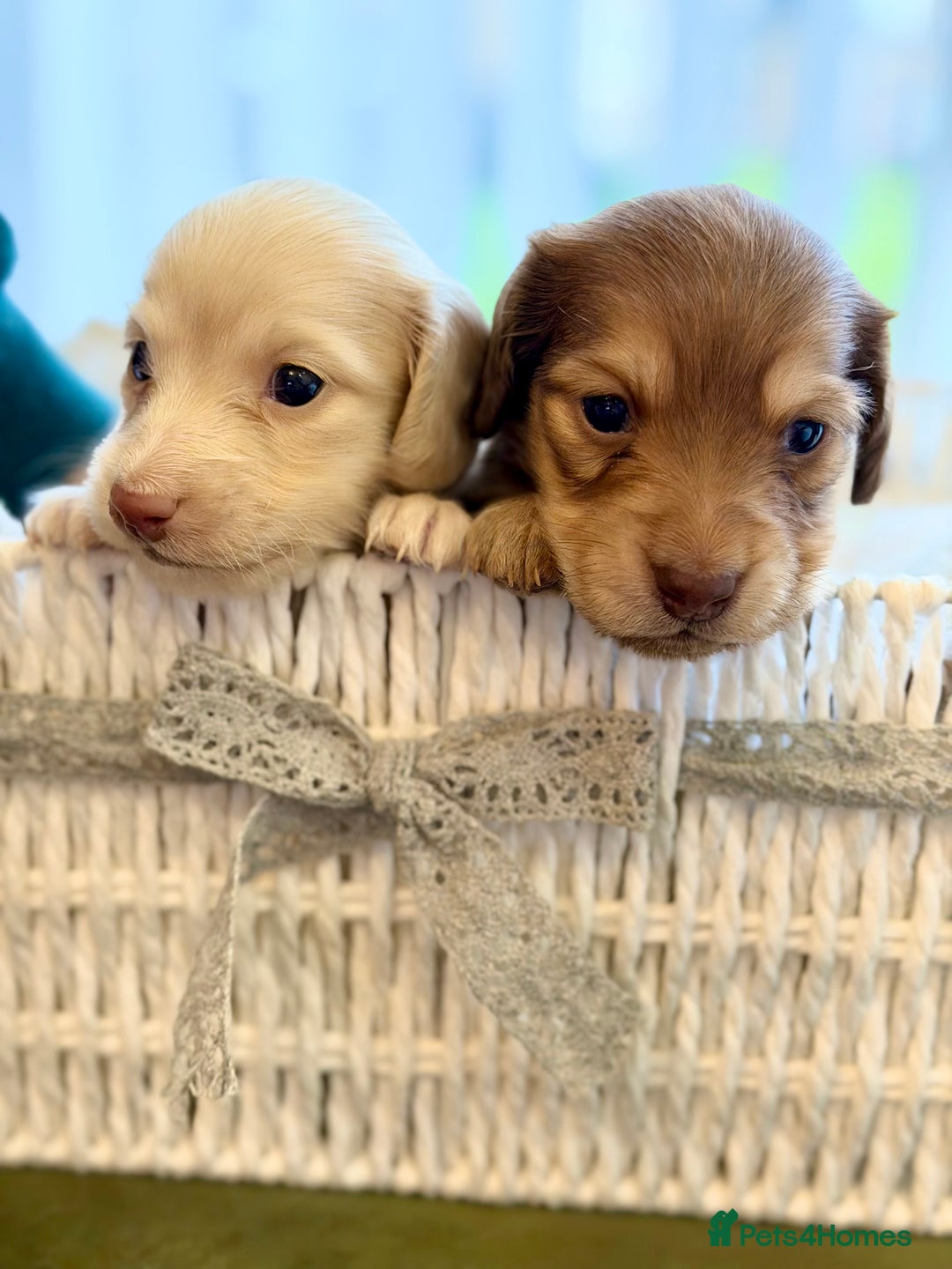 Miniature Dachshund dogs for sale: Cream Long-Haired Miniature Dachshund Puppies - Advert 6