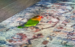 Lovebirds birds for sale: Lovebird - Advert 4