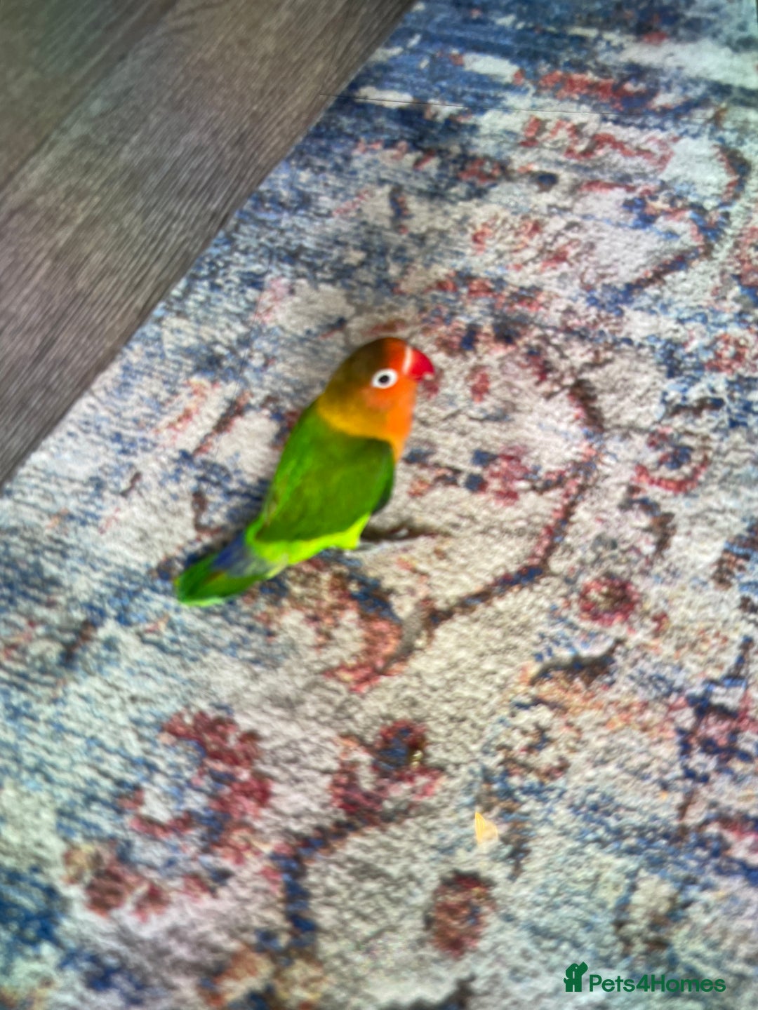 Lovebirds birds for sale: Lovebird - Advert 4