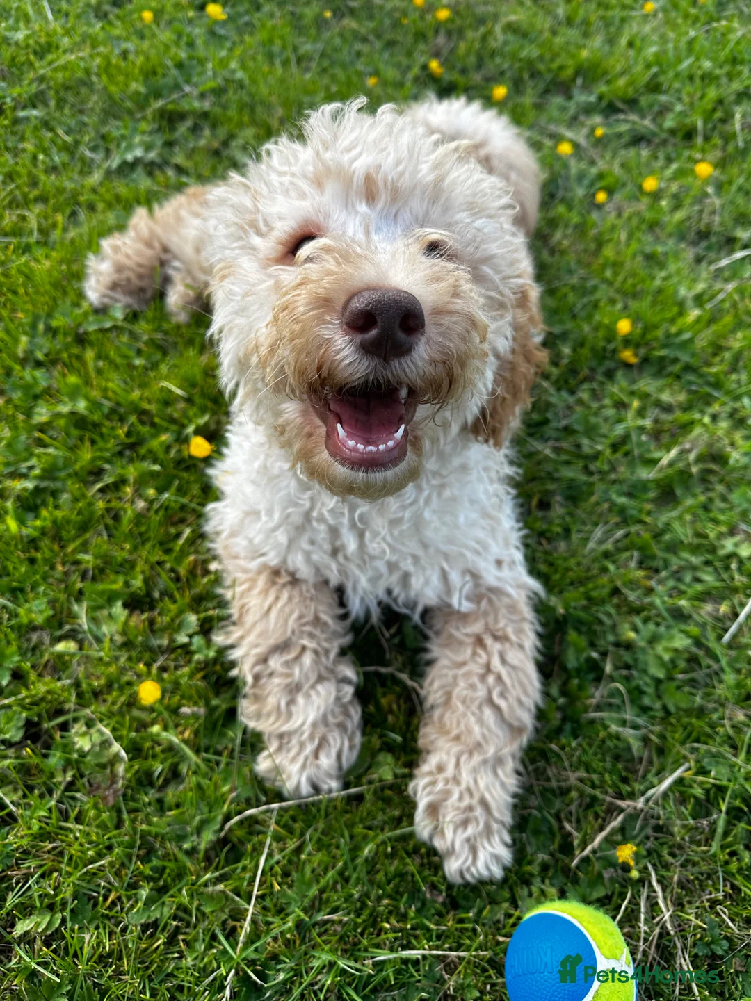 Cockapoo dogs for sale: 1 Year Old Male Cockapoo - Advert 6