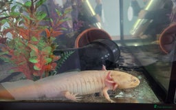 Other/Mixed Breed fish for sale: Leucistic Axolotle  - Image 1