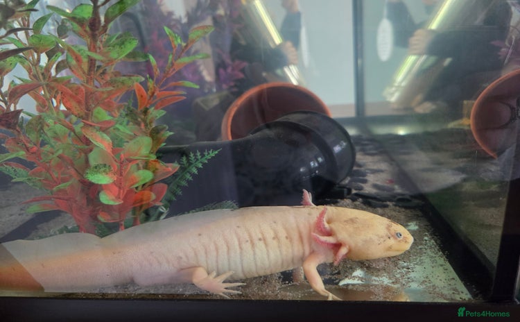 Other/Mixed Breed fish - Advert 3