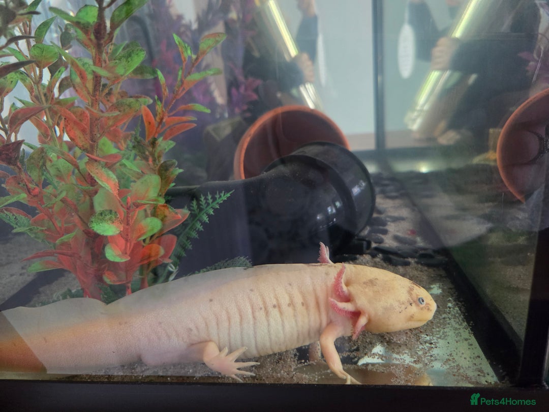 Other/Mixed Breed fish for sale: Leucistic Axolotle  - Image 1