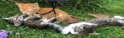 Mixed Breed cats for sale: Little darlings looking for loving homes - Advert 11