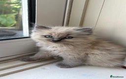 Ragdoll cats for sale: Pedigree Mink Ragdoll kittens  - Image 7