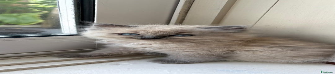 Ragdoll kitten 1
