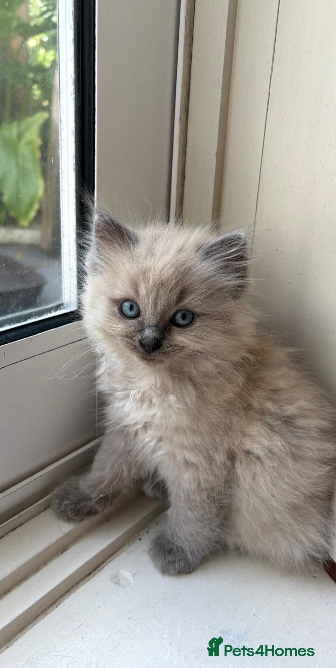 Ragdoll cats for sale: Pedigree Mink Ragdoll kittens  - Image 7
