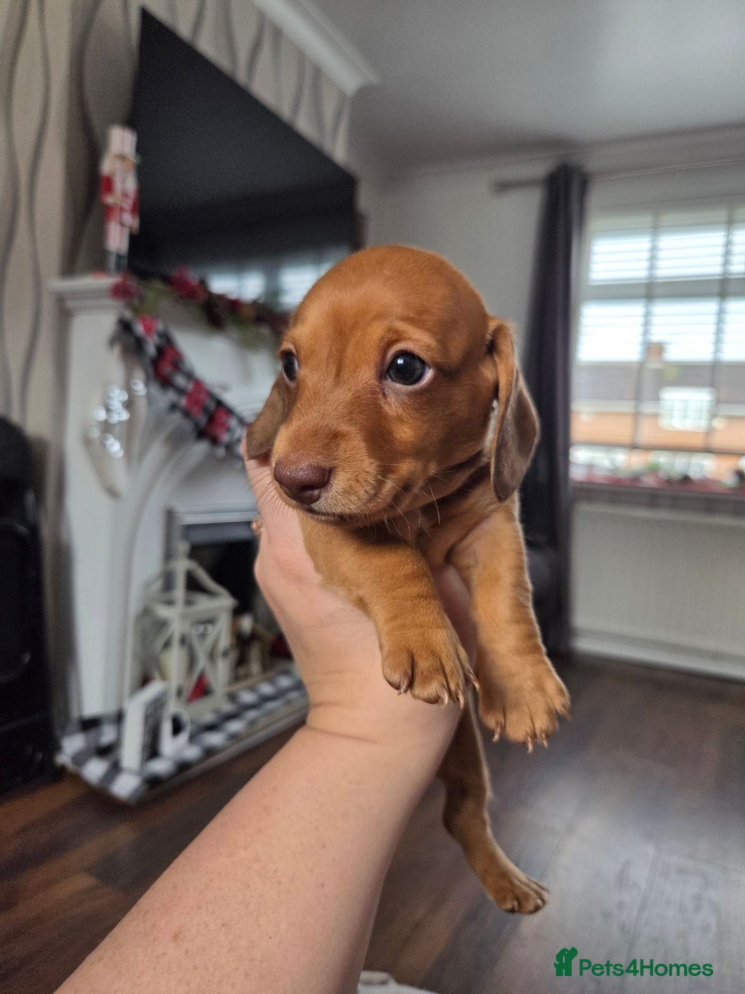 Dachshund dogs for sale: Sweet Male Dachshunds - Advert 2