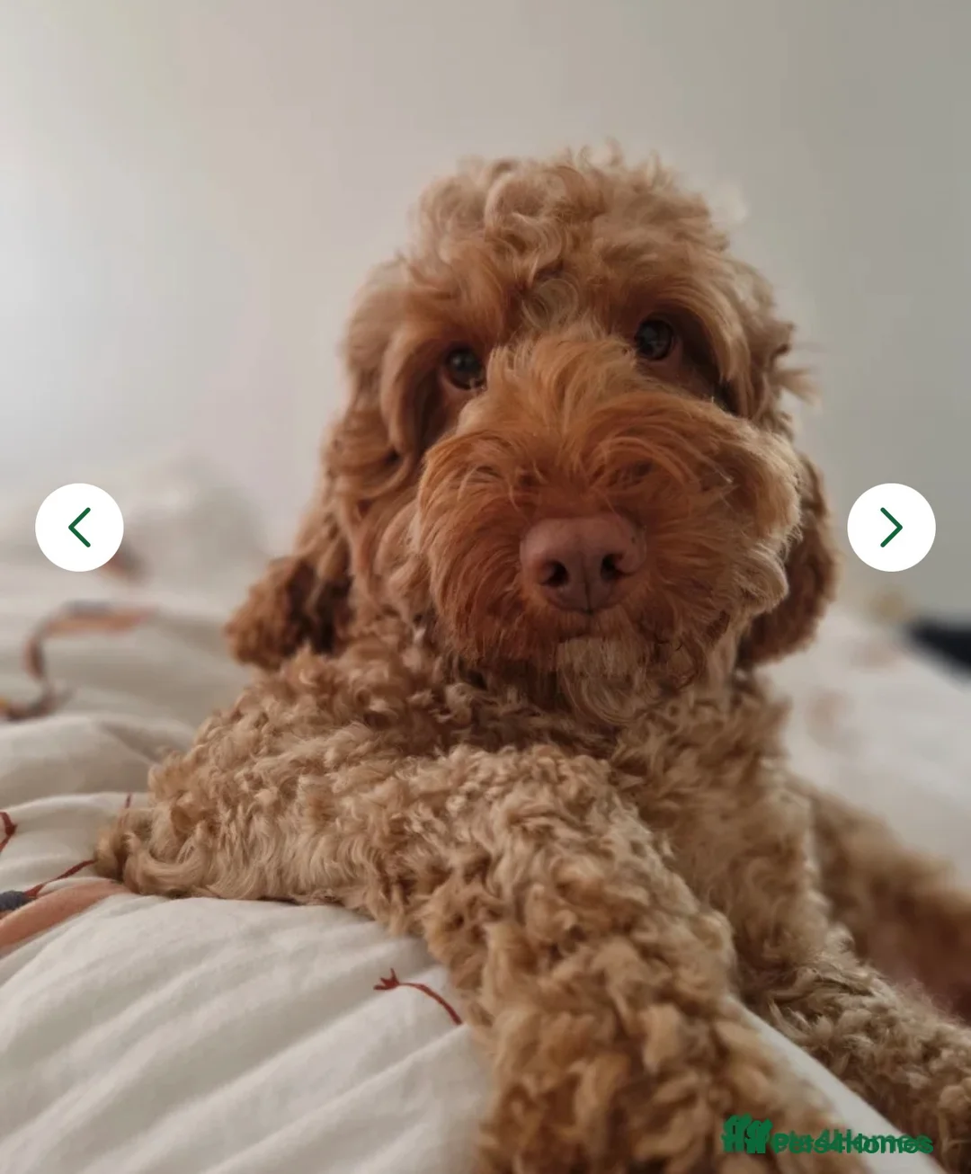 Cockapoo dogs for sale: Cockapoos Due 11th February- Waiting List Open - Advert 25