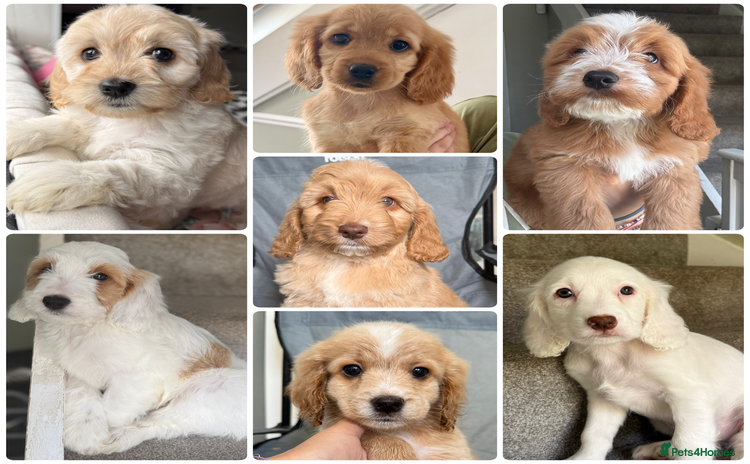 Cockapoo dogs - Advert 14