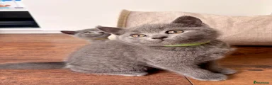 Green Collar Boy 