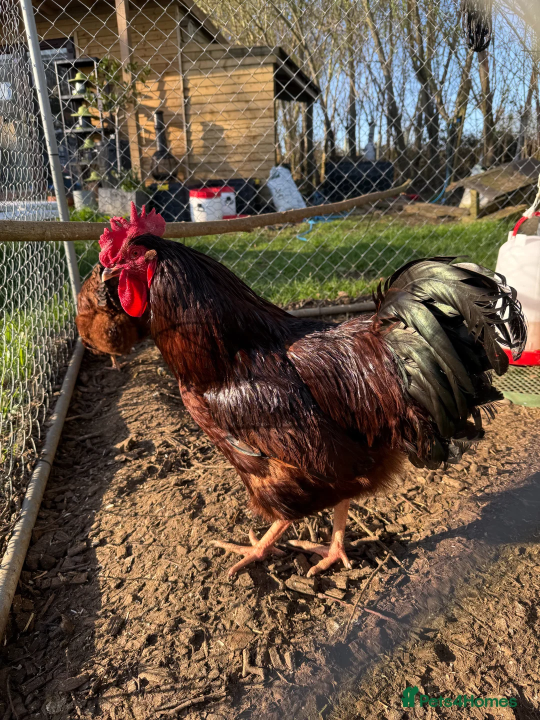 Chickens poultry for sale: Pure Breed Rhode Island Red Chicks 0-2weeks - Advert 2