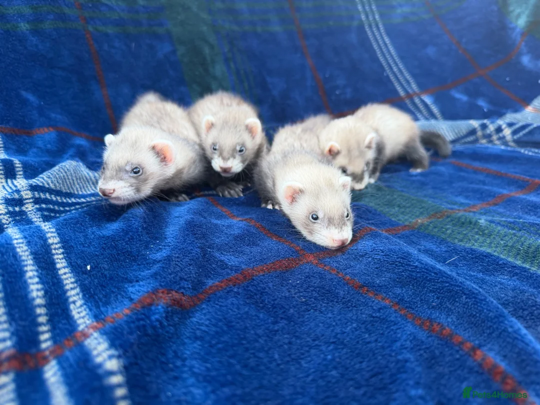 Ferret rodents for sale: Jill ferrets for sale - Advert 8