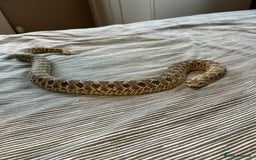 Snake reptiles for sale: 🐍Toffee Western Hognose Snake + Full Setup (£180) - Image 2