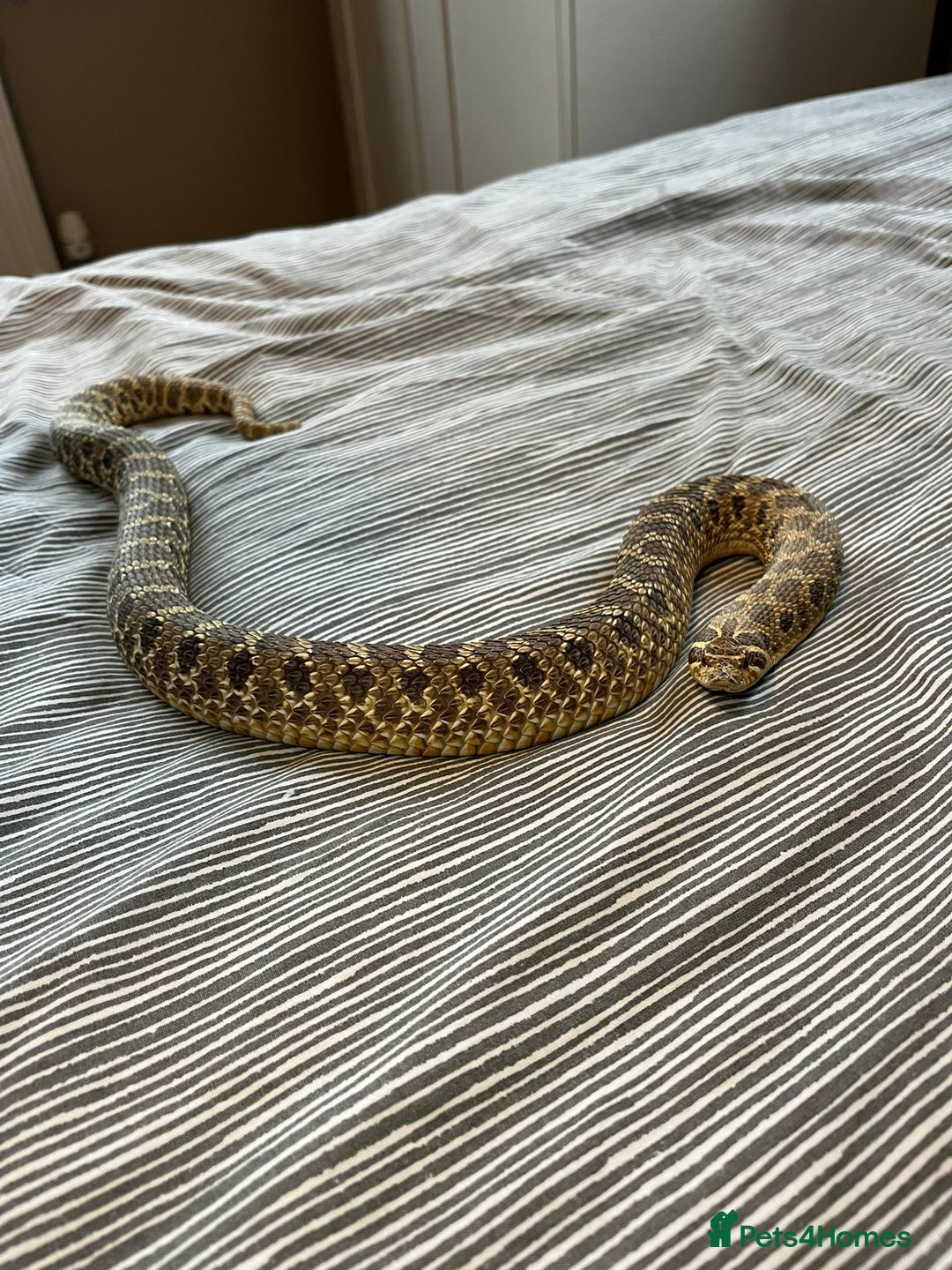 Snake reptiles for sale: 🐍Toffee Western Hognose Snake + Full Setup (£180) - Image 2