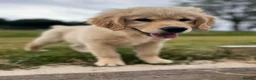 Golden Retriever dogs for sale: Beautiful KC Golden Retriever Puppies - Advert 1