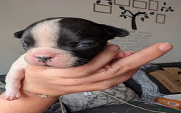 French Bulldog dogs for sale: Frenchie pups for sale  - Image 7