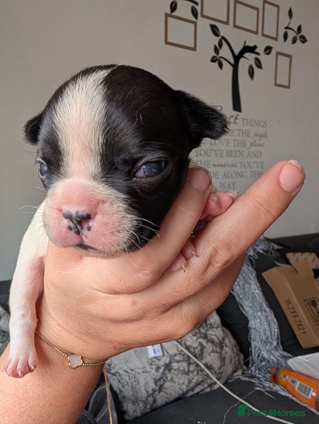 French Bulldog dogs for sale: Frenchie pups for sale  - Image 7