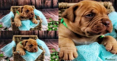 Dogue De Bordeaux dogs - Advert 8