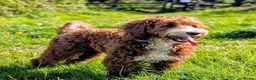 Australian Labradoodle dogs for stud: Tuxedo Max Available for Stud - Advert 6