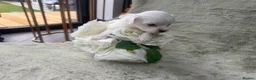 Maltipoo dogs for sale: 🐾✨ ADORABLE MALTIPOO PUPPIES 🐾✨ - Advert 9