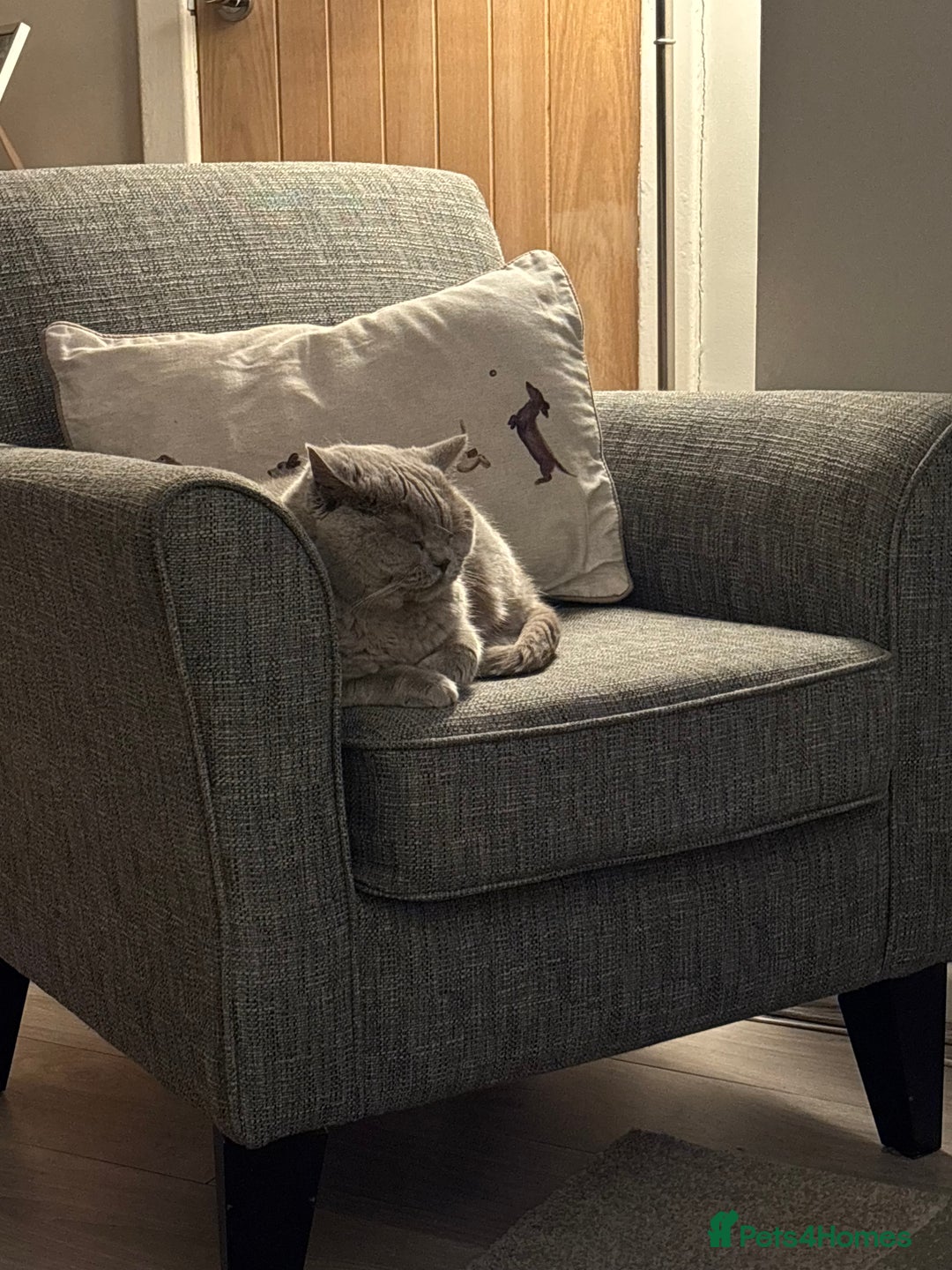 British Shorthair cats for sale: British Shorthair female for adoption - Image 4