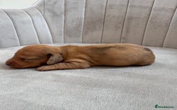 Miniature Dachshund dogs for sale: Gorgeous Long &short haired mini dachshund puppies - Image 26