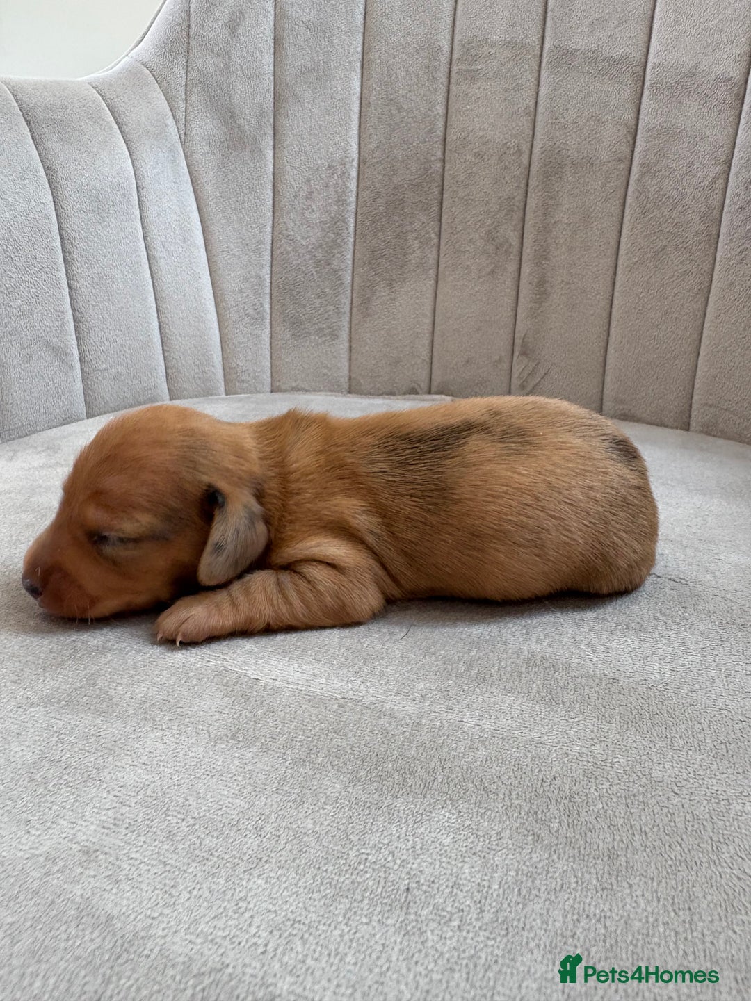 Miniature Dachshund dogs for sale: Gorgeous Long &short haired mini dachshund puppies - Image 26